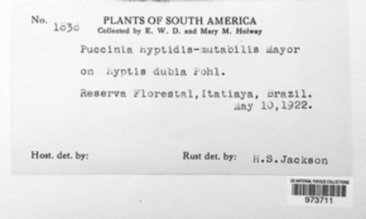 Puccinia hyptidis-mutabilis image